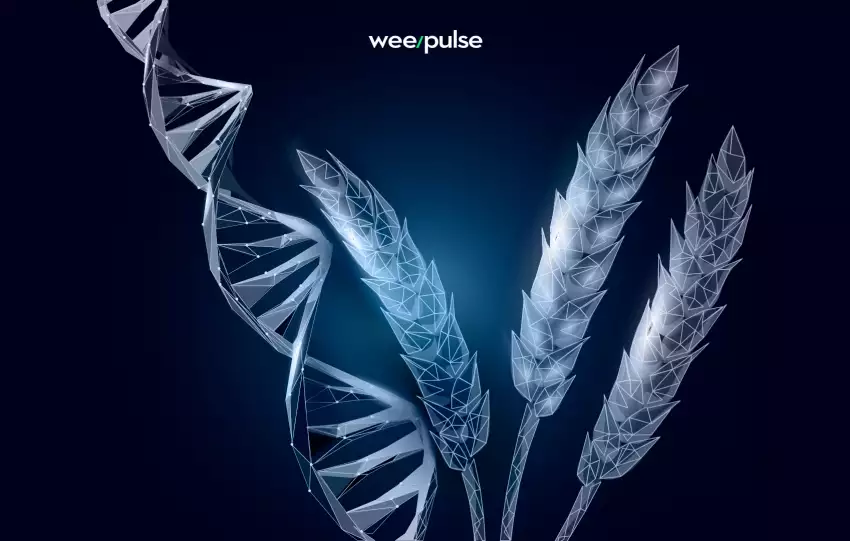 Sementes de trigo e dna em formatos computadorizados para mostrar que agricultura tem sido cada vez mais tecnológica
